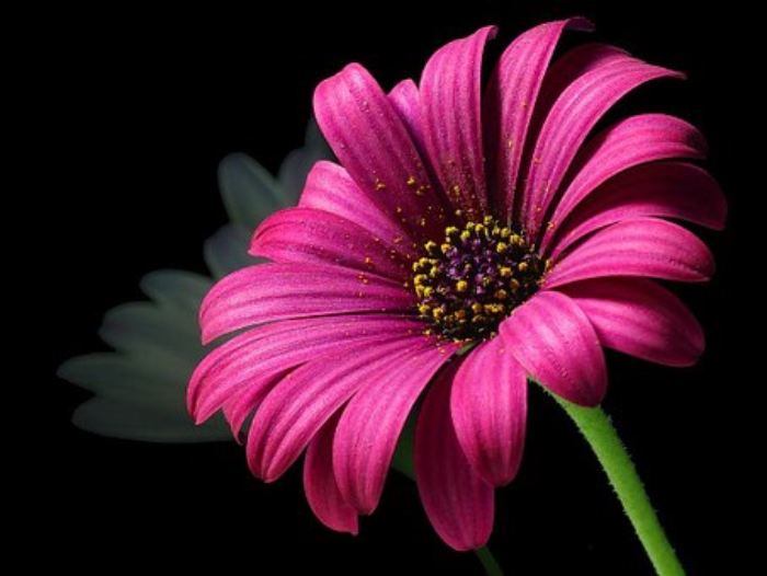 Flower Pollen: Nature's Superfood