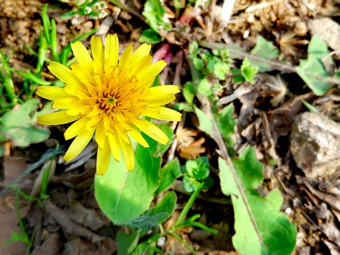 What Can I Do With Dandelions?
