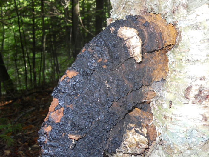 Chaga Mushroom